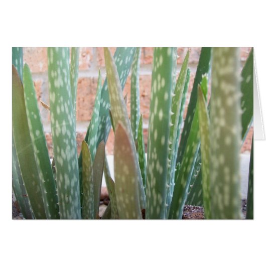 Aloe Forest Cards (Front Horizontal)