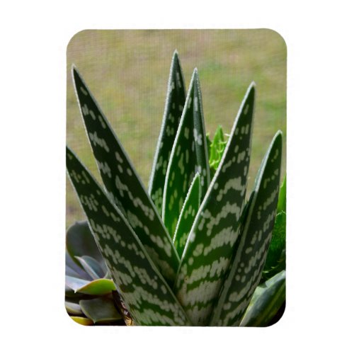 Aloe Gator Variegata Succulent Magnet