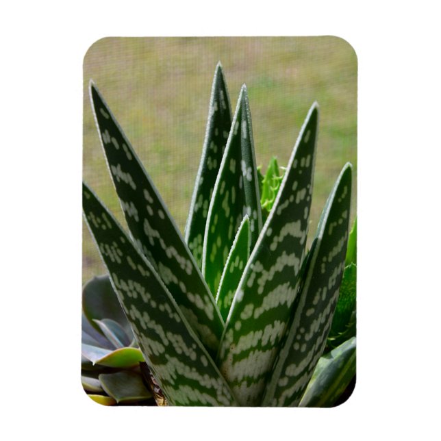 Aloe "Gator" Variegata Succulent Magnet (Vertical)