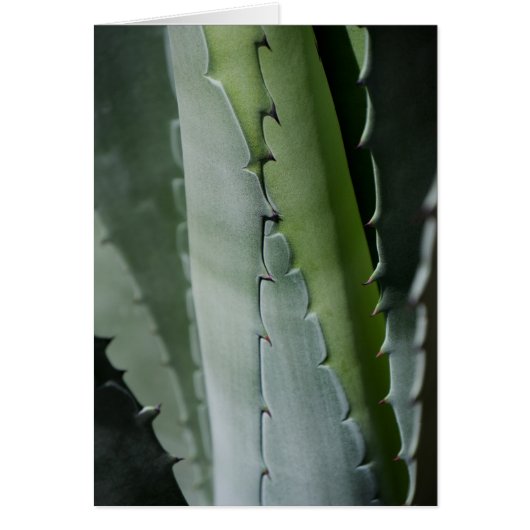 Aloe - Macro Fine Art Photograph Cards (Front)