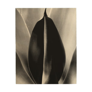 Aloe - Macro Fine Art Photograph in Black & White