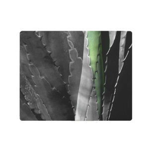 Aloe - Macro Fine Art Photograph in Black & White