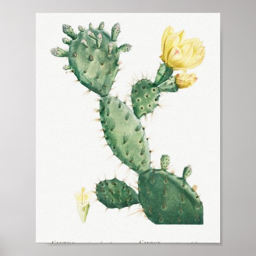 Aloe Opuntia Polyanthos Image from Histoire des Pl Poster