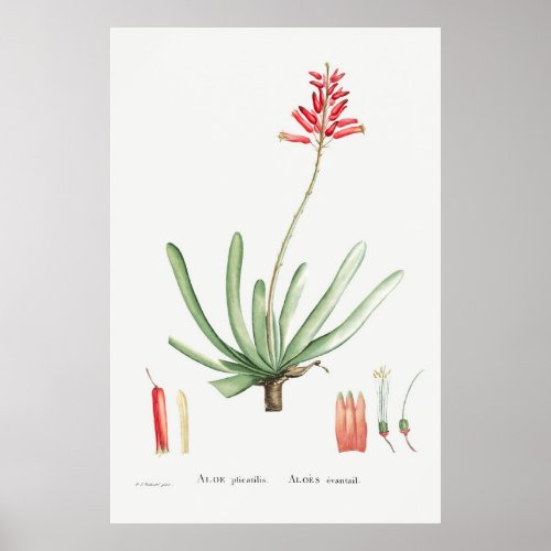 Aloe Plicatilis Fan_Aloe from Histoire des Plant Poster