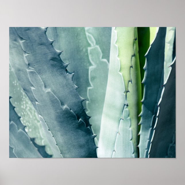 Aloe Poster (Front)