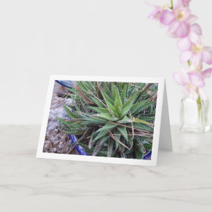 Aloe Succulent Plant in Pot Card
