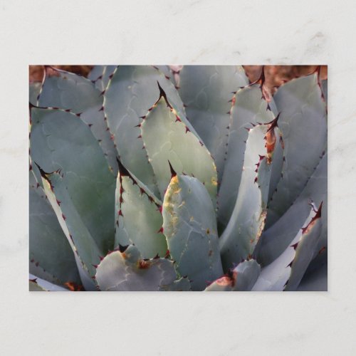 Aloe Succulent Spines Postcard