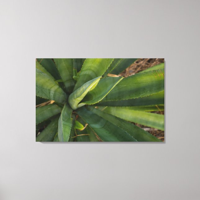 Aloe Vera Canvas Print (Front)