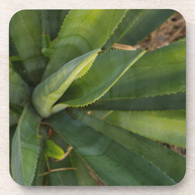 Aloe Vera Drink Coaster (Front)