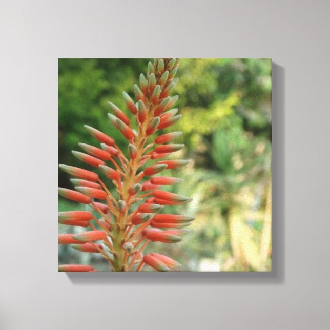 Aloe Vera Flower Blossom Photo  Print (Front)