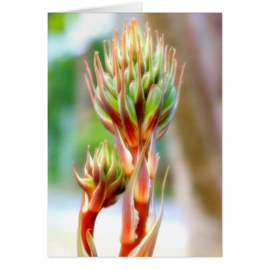 ALOE VERA FLOWER CARD (Front)