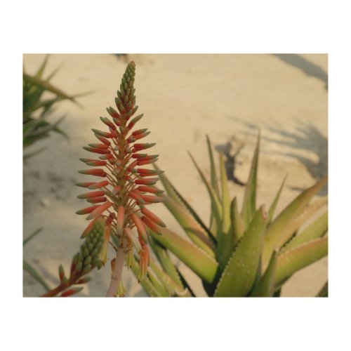 Aloe Vera Flower Photography  Wood Wall Art