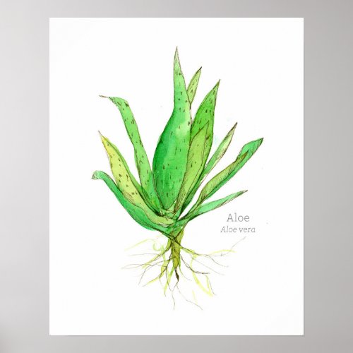 Aloe Vera Language of Flowers Medicinal Plant Poster