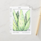 Lemongrass Herb Materia Medica Knowledge Card | Zazzle
