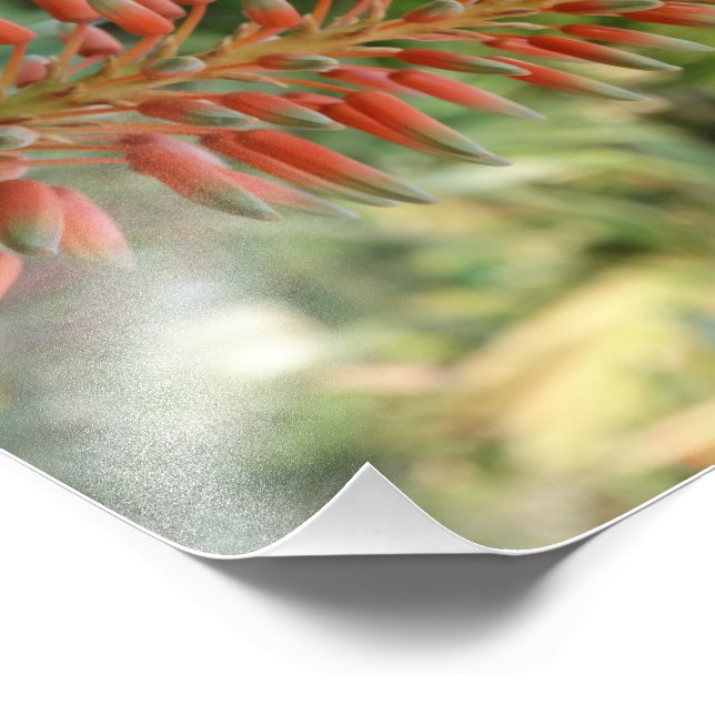 Aloe Vera Photo Kodak  Photo Paper (Satin) Print (Corner)