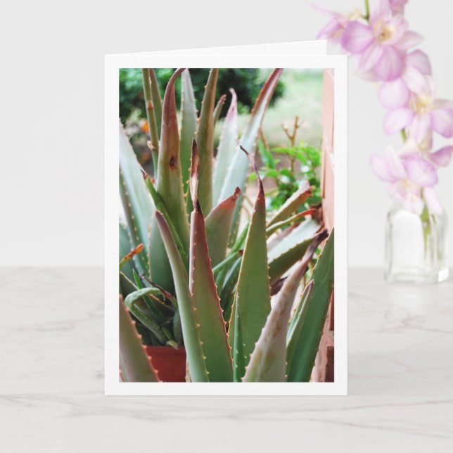Aloe Vera Plant Card (Orchid)