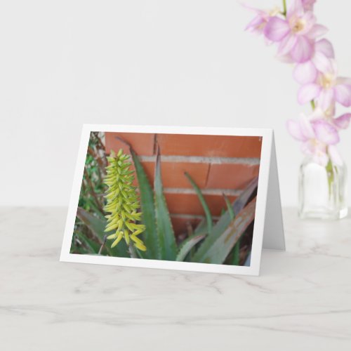 Aloe Vera Plant with Flower Head Card