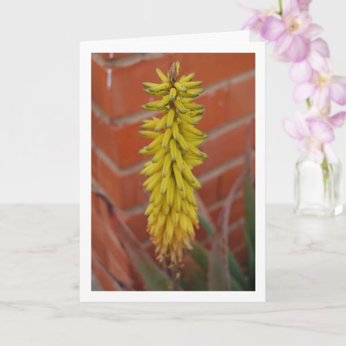 Aloe Vera Plant with Flower Head Card