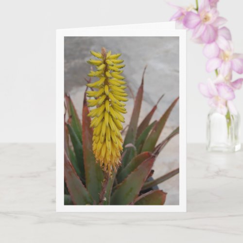 Aloe Vera Plant with Flower Head Card