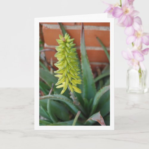 Aloe Vera Plant with Flower Head Card