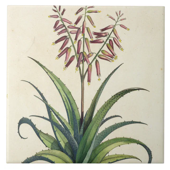 Aloe Vera Vulgaris, from 'Phytographia Curiosa', p Ceramic Tile | Zazzle