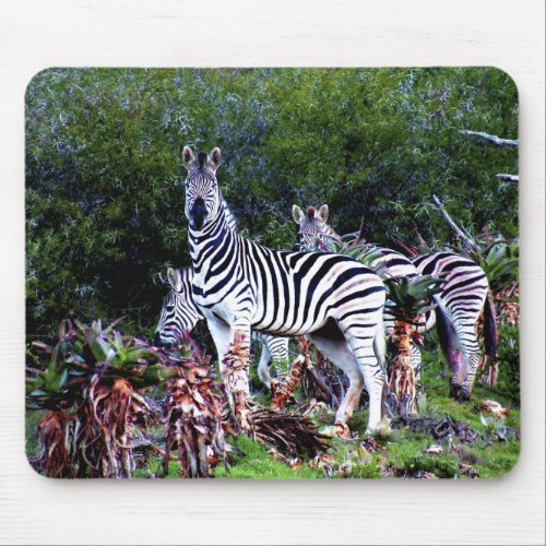 Aloe Zebra Wildlife Photography Mouse Pad