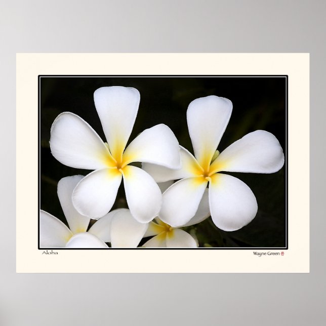 Aloha -Frangipani Blossoms - Hawaii Poster (Front)