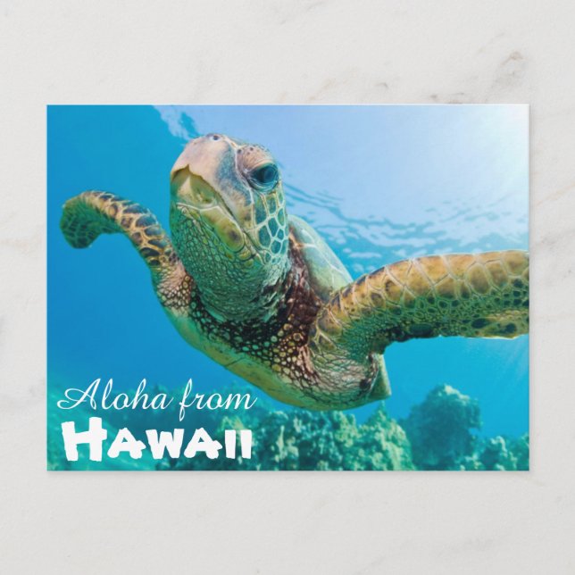 Aloha from Hawaii Honu Green Sea Turtle Postcard (Front)