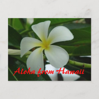 Aloha from Hawaii Postcard
