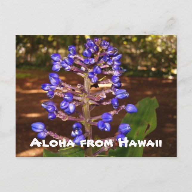 Aloha from Hawaii Postcard (Front)