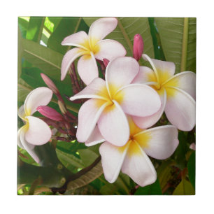 Aloha Hawaiian Frangipani Blossoms Bridal Shower Tile