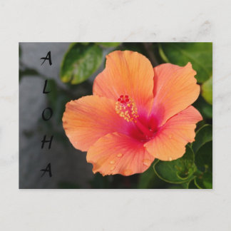ALOHA Hibiscus Postcard