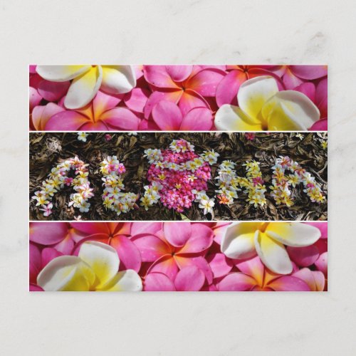 Aloha Honu Turtle Hawaii Plumeria Flower Paradise Postcard