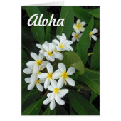 Aloha Plumeria (Front)