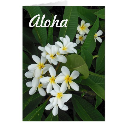 Aloha Plumeria Cards (Front)