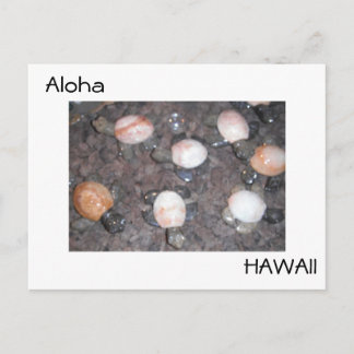 Aloha Postcard