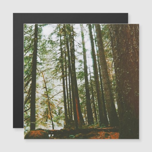 Along the McKenzie River  (Front/Back)