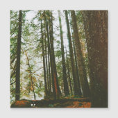 Along the McKenzie River  (Front)