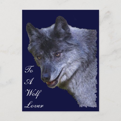 Aloof Grey Wolf Wildlife_supporter Postcard