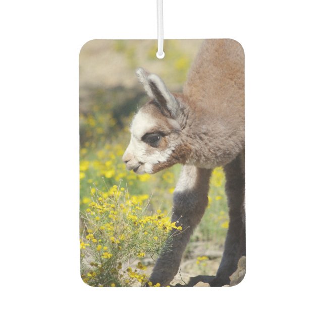 Alpaca Air Freshener Rossi (Front)