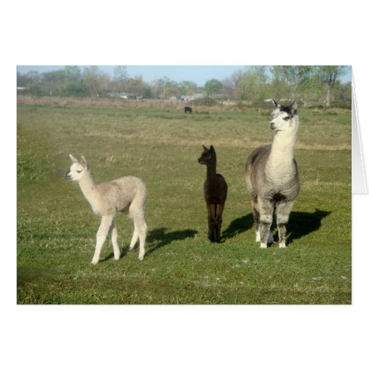 Alpaca and Two Cria Cards (Front Horizontal)