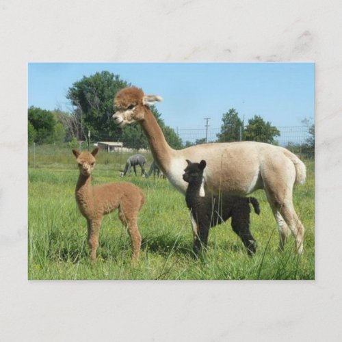 Alpaca And Two Cria Postcard