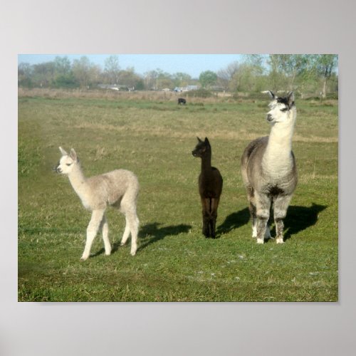 Alpaca and Two Cria Poster