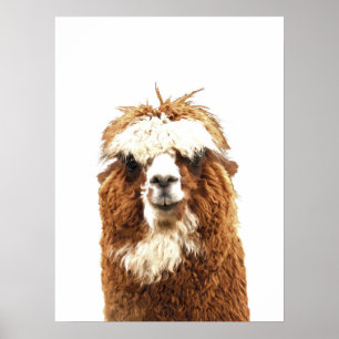 Alpaca Animal Portrait Poster