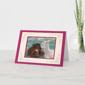 Alpaca Baby Love Valentines Day Cards by WalnutCreekAlpacas at Zazzle