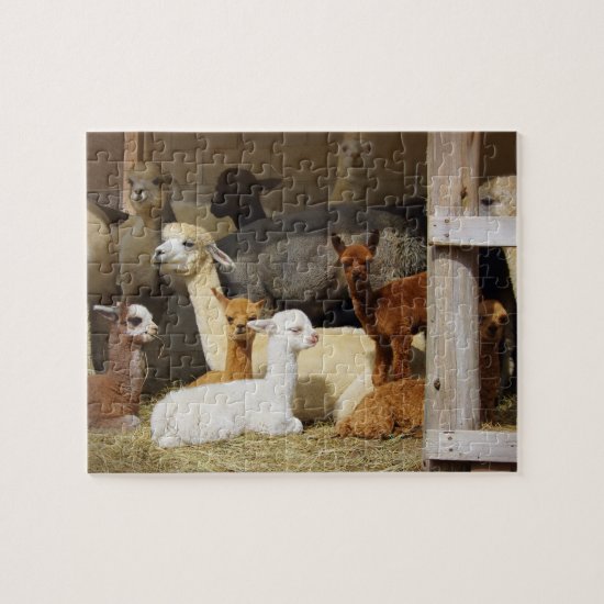 Alpaca Barn Photo Puzzle