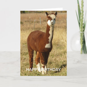 Alpaca Birthday Card