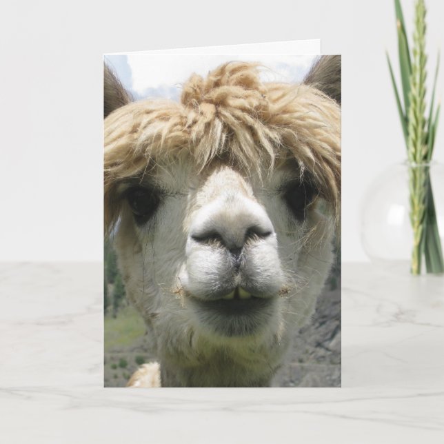 ALPACA BLANK GREETING CARD (Front)