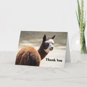 Alpaca Brown and White Animal Photo Thank You Card