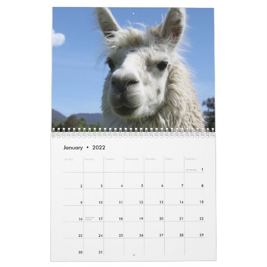 Alpaca Calendar | Zazzle.com